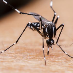 טיפול בעקיצות